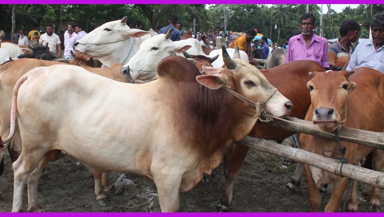 এবার কোরবানিযোগ্য পশু সোয়া কোটি, উদ্বৃত্ত থাকতে পারে ২০ লাখের বেশি: করা হবেনা আমদানি